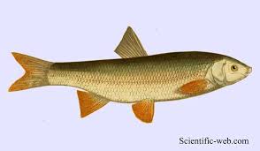 Image result for Chondrostoma nasus