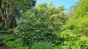 Attēlu rezultāti vaicājumam “Fothergilla major”