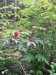 Attēlu rezultāti vaicājumam “Sambucus racemosa fruit”