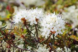 Attēlu rezultāti vaicājumam “Ledum palustre flower”