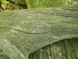 Attēlu rezultāti vaicājumam “Xylobolus frustulatus”