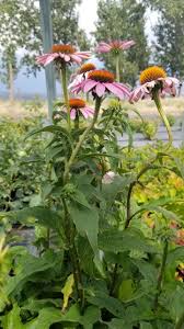 Image result for Echinacea purpurea