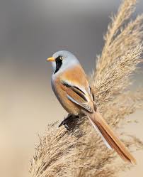 Attēlu rezultāti vaicājumam “Panurus biarmicus”