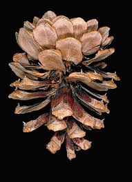 Attēlu rezultāti vaicājumam “Pinus ponderosa fruit”