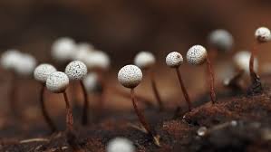 Attēlu rezultāti vaicājumam “Physarum bryocorticola macro”