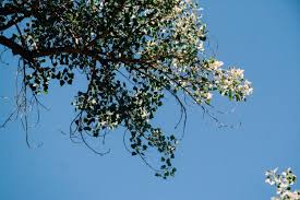 Attēlu rezultāti vaicājumam “Populus x jackii flower”