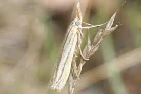 Attēlu rezultāti vaicājumam “Catoptria margaritella”