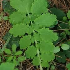 Attēlu rezultāti vaicājumam “Chelidonium majus leaf”