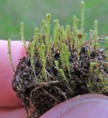 Attēlu rezultāti vaicājumam “Serpoleskea subtilis”