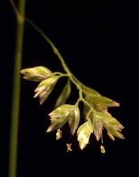 Attēlu rezultāti vaicājumam “Poa remota leaf”