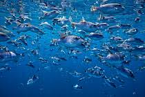 Image result for Scomberomorus cavalla