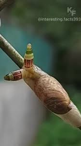 Attēlu rezultāti vaicājumam “Leucochloridium paradoxum larva”