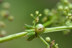 Attēlu rezultāti vaicājumam “Geocrypta galii”