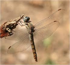 Attēlu rezultāti vaicājumam “Orthetrum brunneum”