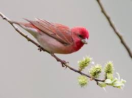 Attēlu rezultāti vaicājumam “Carpodacus erythrinus”