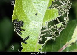 Attēlu rezultāti vaicājumam “Agelastica alni larva”