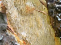 Attēlu rezultāti vaicājumam “Sarcodontia crocea”