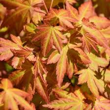 Image result for Acer palmatum `Orange Dream`