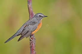 Image result for Irania gutturalis