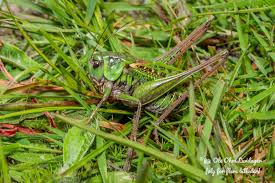 Attēlu rezultāti vaicājumam “Decticus verrucivorus”