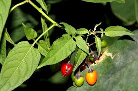 Attēlu rezultāti vaicājumam “Solanum dulcamara fruit”