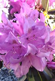 Attēlu rezultāti vaicājumam “Rhododendron catawbiense flower”
