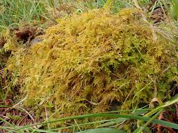 Attēlu rezultāti vaicājumam “Thuidium recognitum”