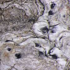 Attēlu rezultāti vaicājumam “Acrocordia gemmata”