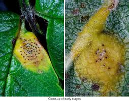 Attēlu rezultāti vaicājumam “Gymnosporangium cornutum”