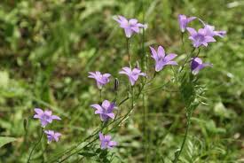 Image result for Campanula rapunculus