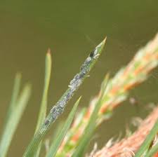 Attēlu rezultāti vaicājumam “Schizolachnus pineti”