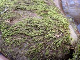 Attēlu rezultāti vaicājumam “Hygroamblystegium tenax”