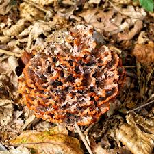 Image result for Podoscypha multizonata