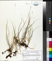 Attēlu rezultāti vaicājumam “Carex disperma”