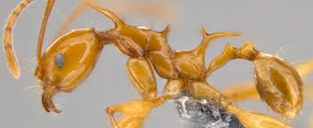 Attēlu rezultāti vaicājumam “Enteridium variabile”