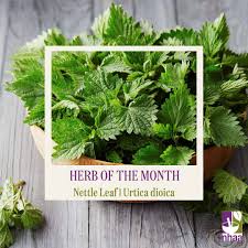 Attēlu rezultāti vaicājumam “Urtica dioica leaf”