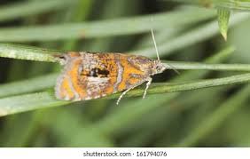 Attēlu rezultāti vaicājumam “Olethreutes arcuella”