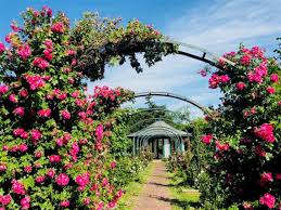 Image result for Thorn Park L T C