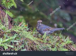 Image result for Zoothera sibirica