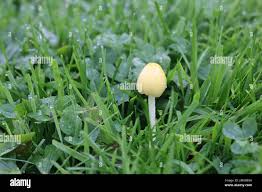 Attēlu rezultāti vaicājumam “Bolbitius vitellinus”