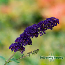 Image result for Buddleja davidii