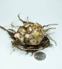 Image result for Lilium martagon `Arabian Night`