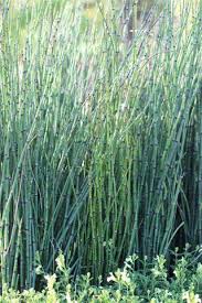 Attēlu rezultāti vaicājumam “Equisetum hyemale”