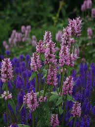 Attēlu rezultāti vaicājumam “Stachys officinalis”