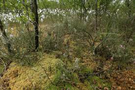 Attēlu rezultāti vaicājumam “Sphagnum papillosum”