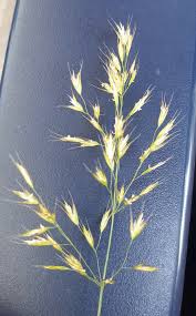 Attēlu rezultāti vaicājumam “Trisetum flavescens”