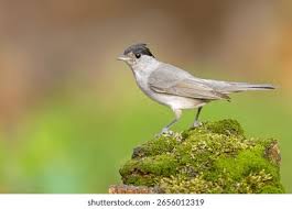 Attēlu rezultāti vaicājumam “Sylvia atricapilla”