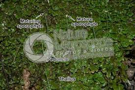 Attēlu rezultāti vaicājumam “sporophyte”