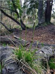 Attēlu rezultāti vaicājumam “Carex disticha”