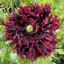 Image result for Papaver somniferum Black